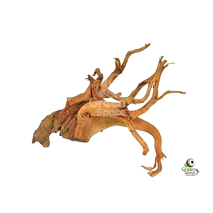 Large Tea Bush Branchy Roots-1