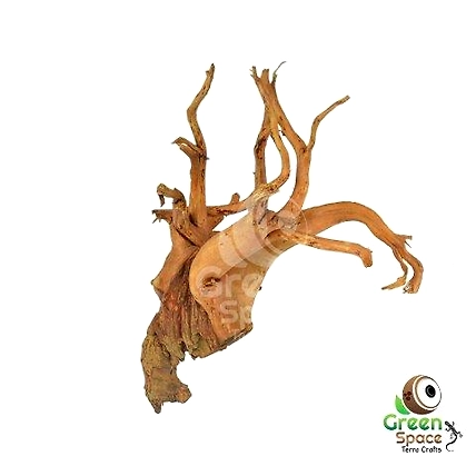 Large Tea Bush Branchy Roots-TR-TEA-BROOT-01