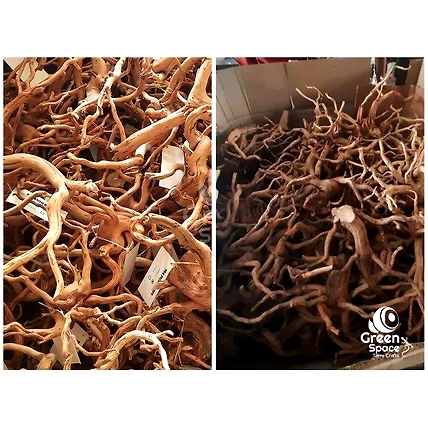 Large Tea Bush Branchy Roots-2