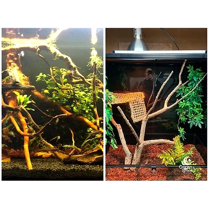 Large Tea Bush Branchy Roots-4