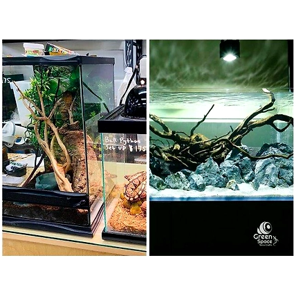 Large Tea Bush Branchy Roots-5