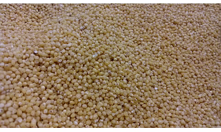 Browntop Millet