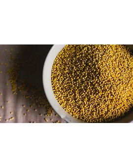 Foxtail Millet