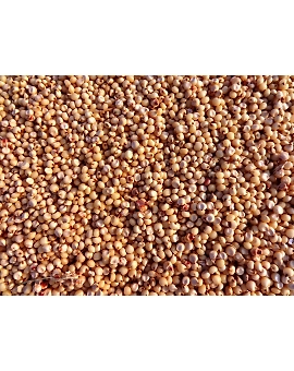 Jowar