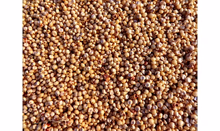 Jowar