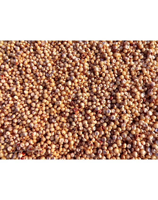 Jowar-Agri1006