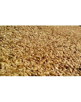 Little Millet