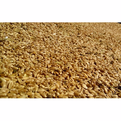 little millet