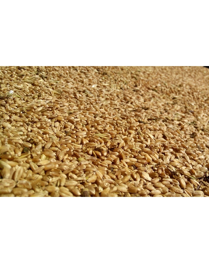 Little Millet-Agri1008