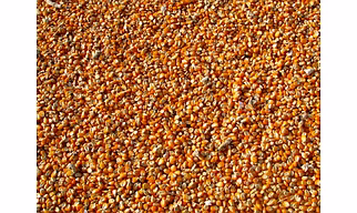 Maize