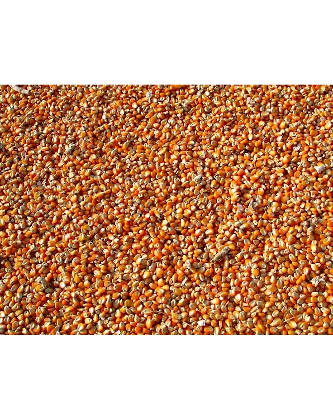 Maize-Agri1009