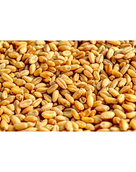 Wheat