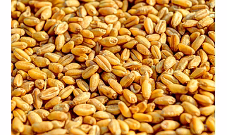Wheat