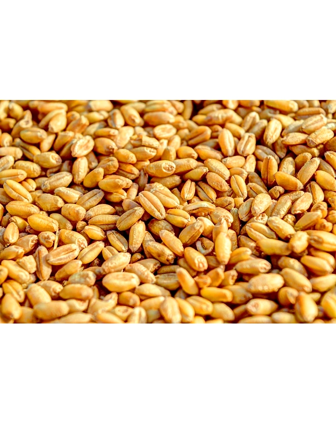 Wheat-Agri1011