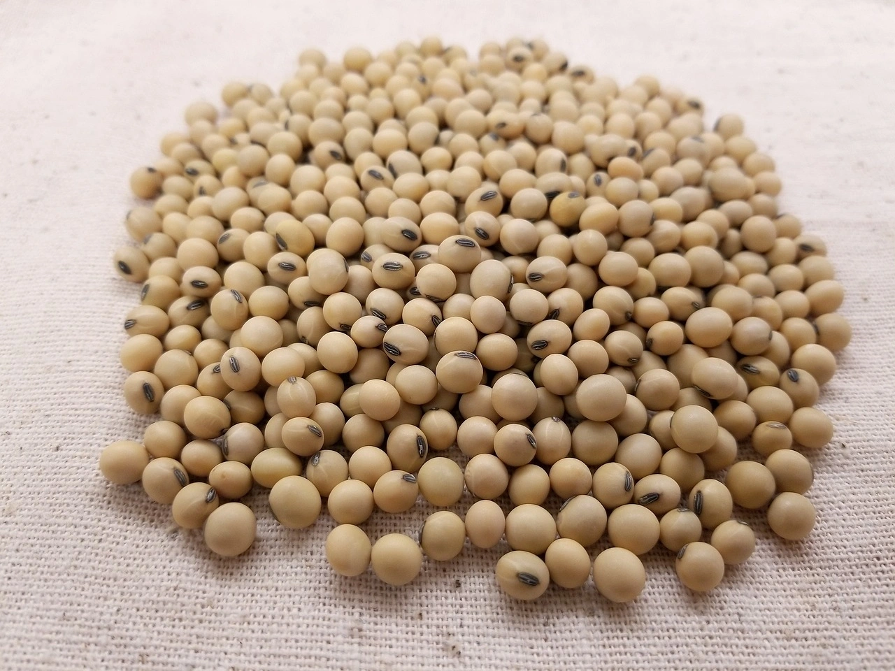 Soyabean-Agri1013