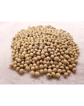 Soyabean