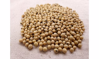 Soyabean