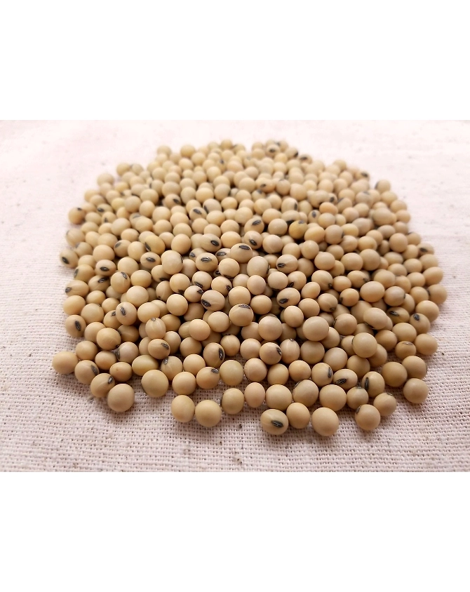 Soyabean-Agri1013