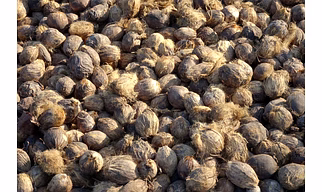 Black Pepper Whole