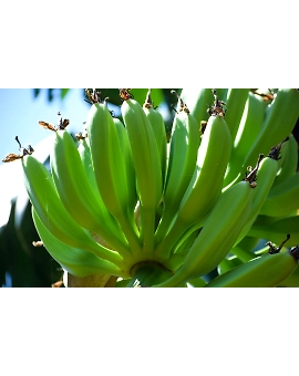 Banana Raw