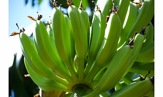 Banana Raw