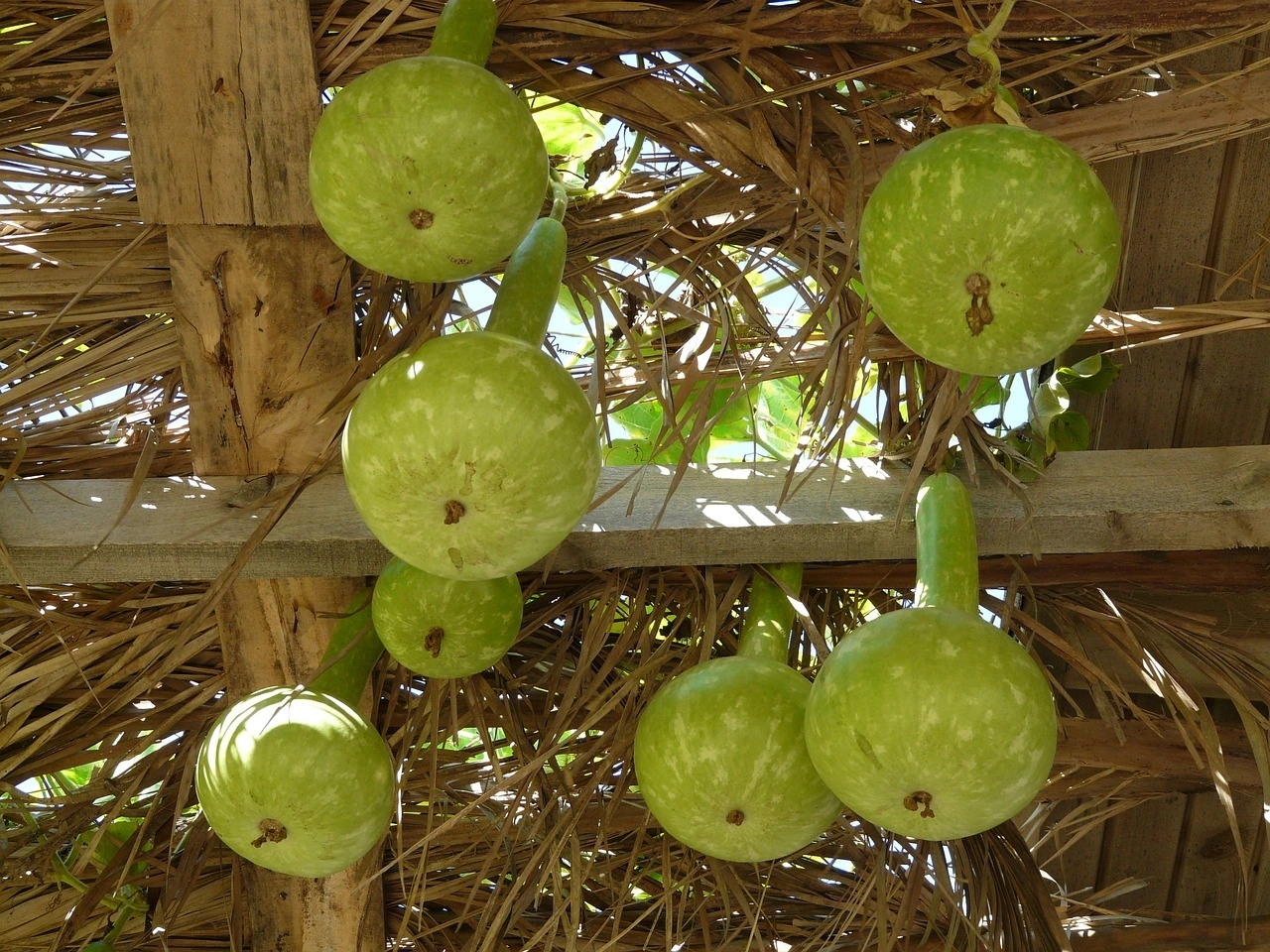 Bottle gourd-Agri1026