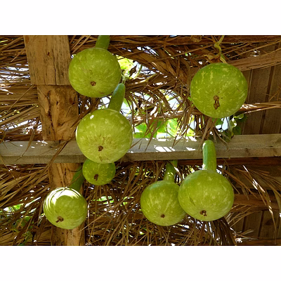 bottle gourd