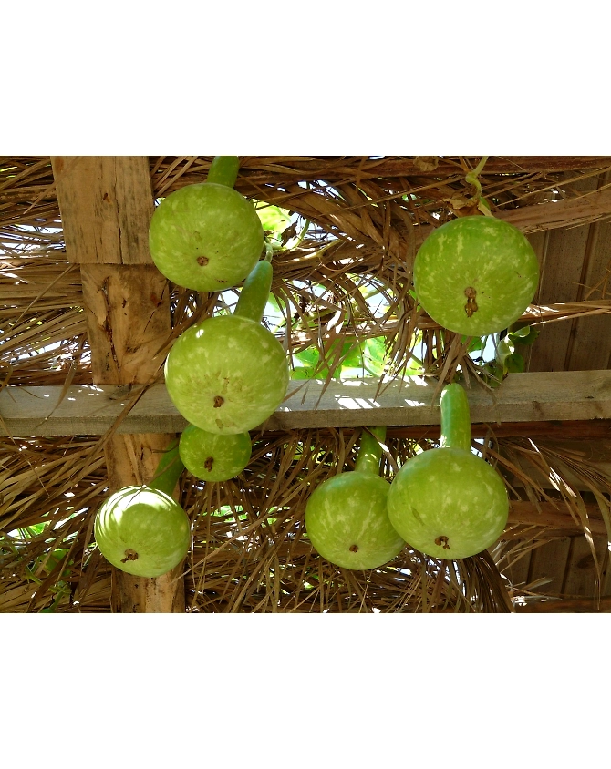 Bottle gourd-Agri1026