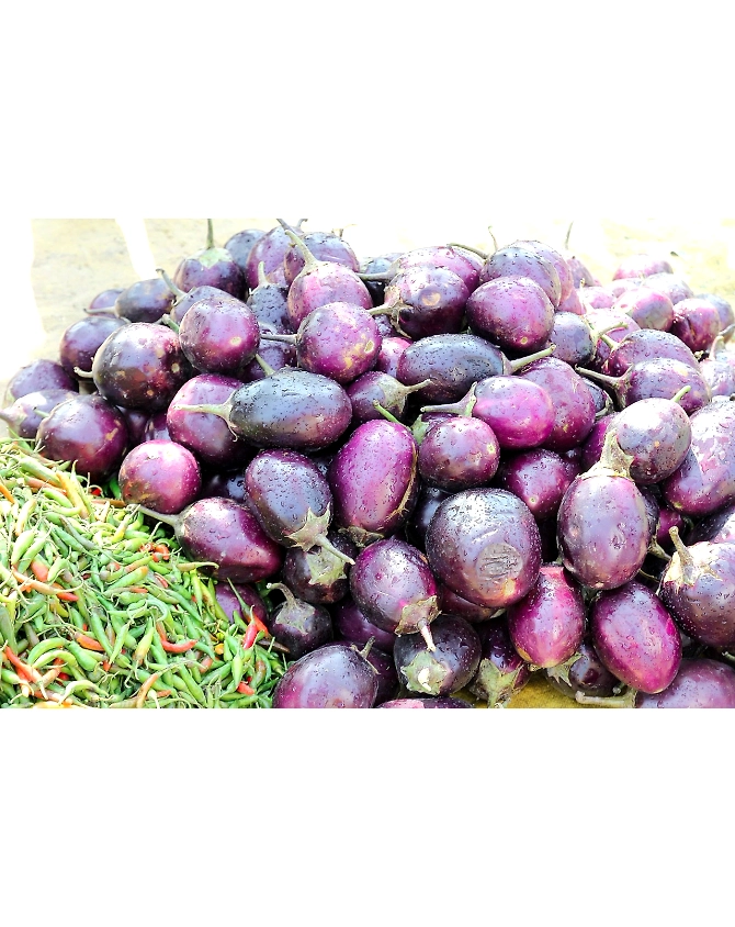 Brinjal-Agri1027