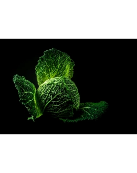 Cabbage
