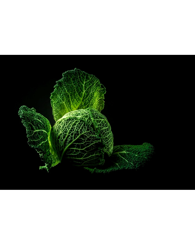 Cabbage-Agri1030