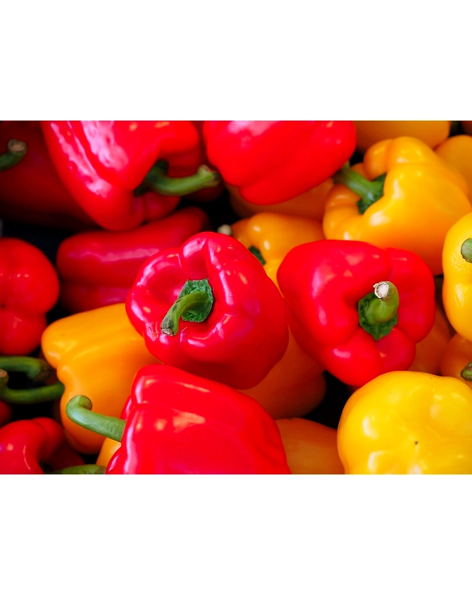 Capsicum-Agri1031