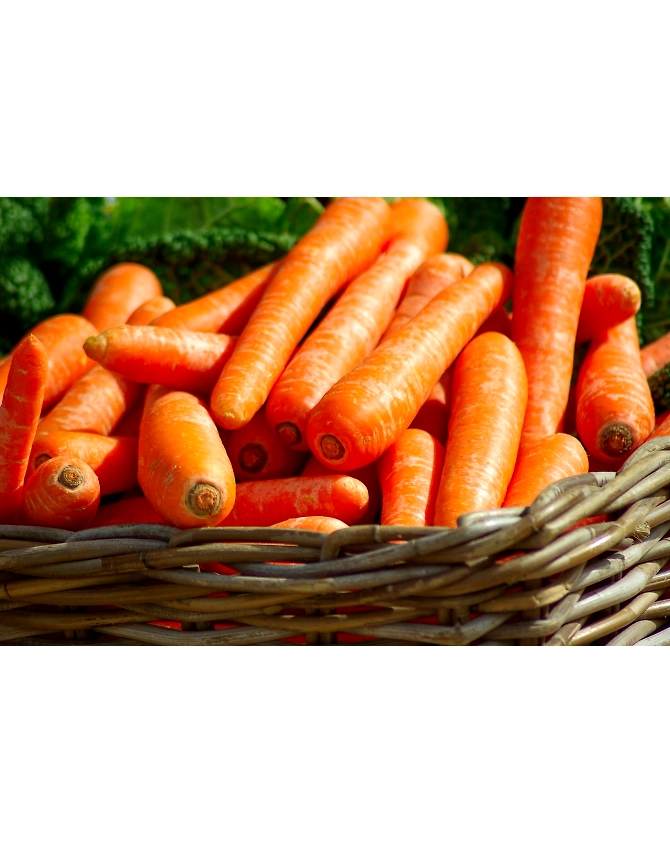 Carrots-Agri1032