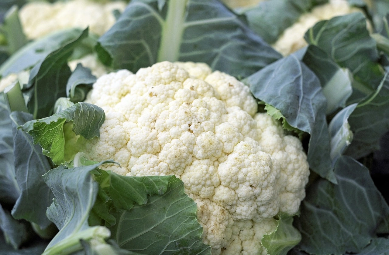 Cauliflower-Agri1033