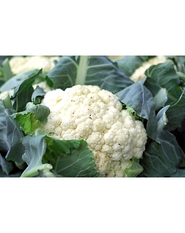 Cauliflower