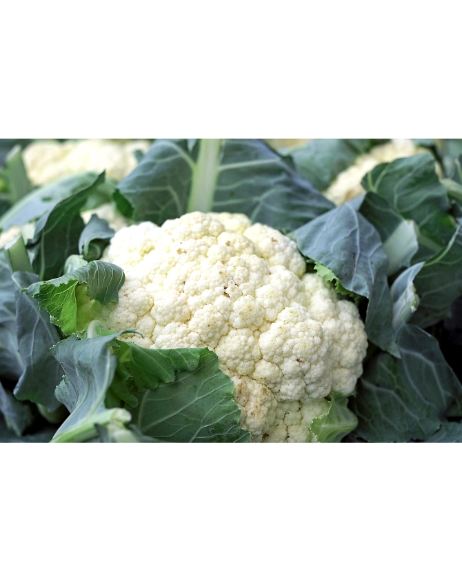 Cauliflower-Agri1033