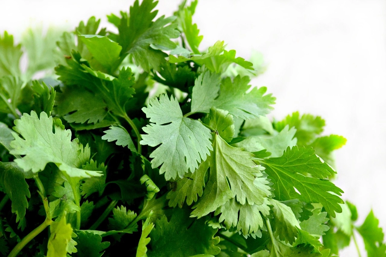 Coriander leaves-Agri1035