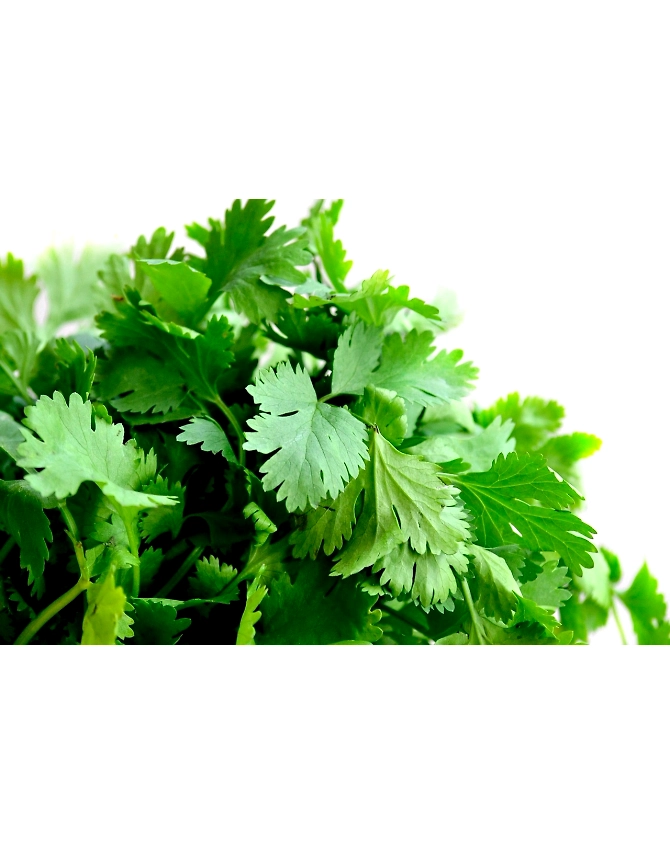 Coriander leaves-Agri1035
