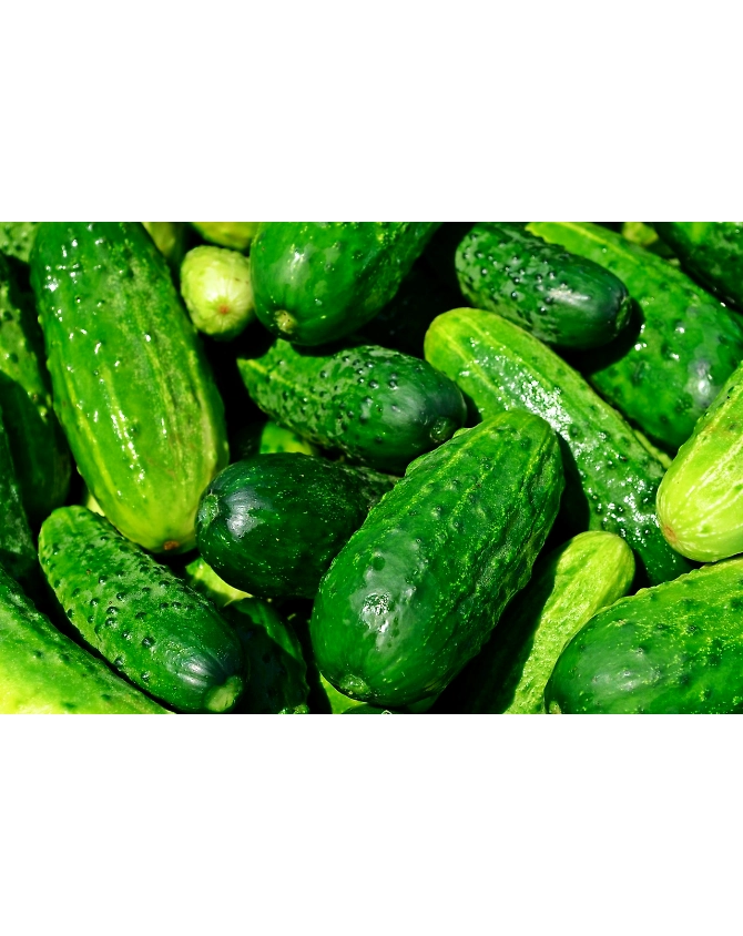 Cucumber-Agri1036