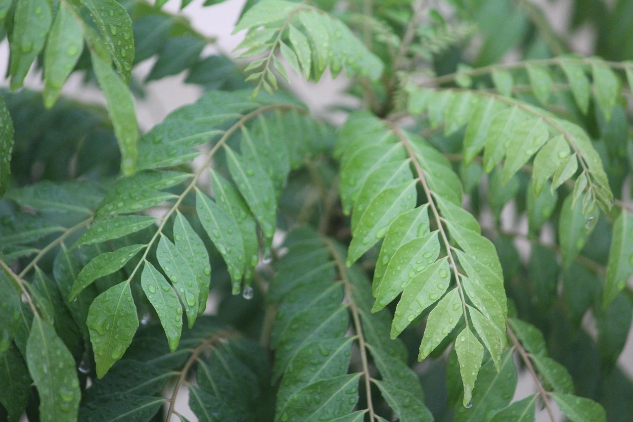 Curry Leaves-Agri1037