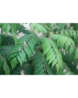 Curry Leaves