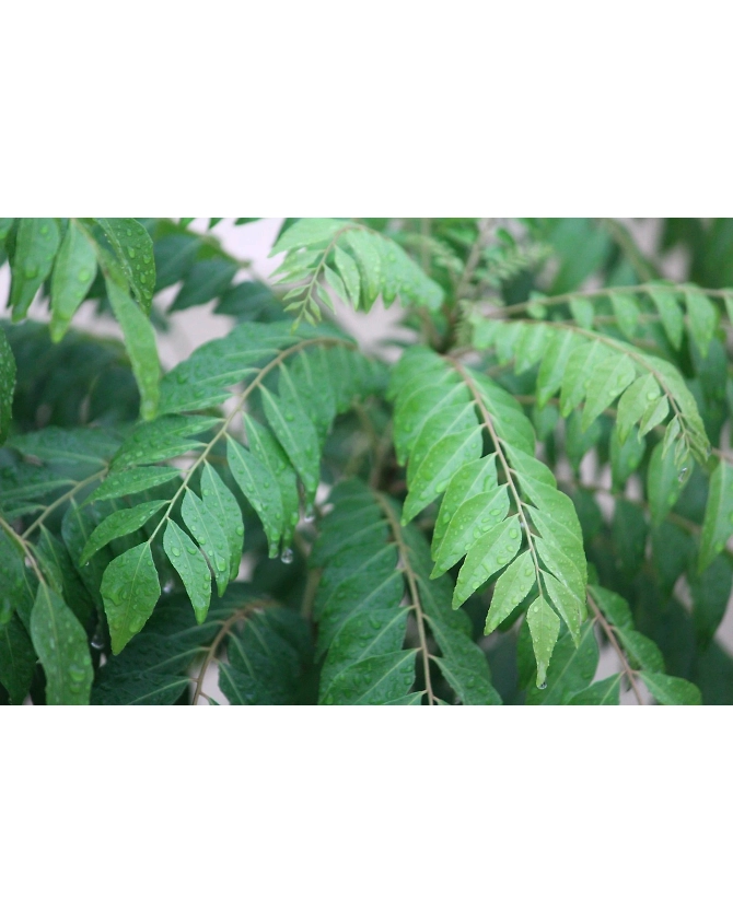 Curry Leaves-Agri1037