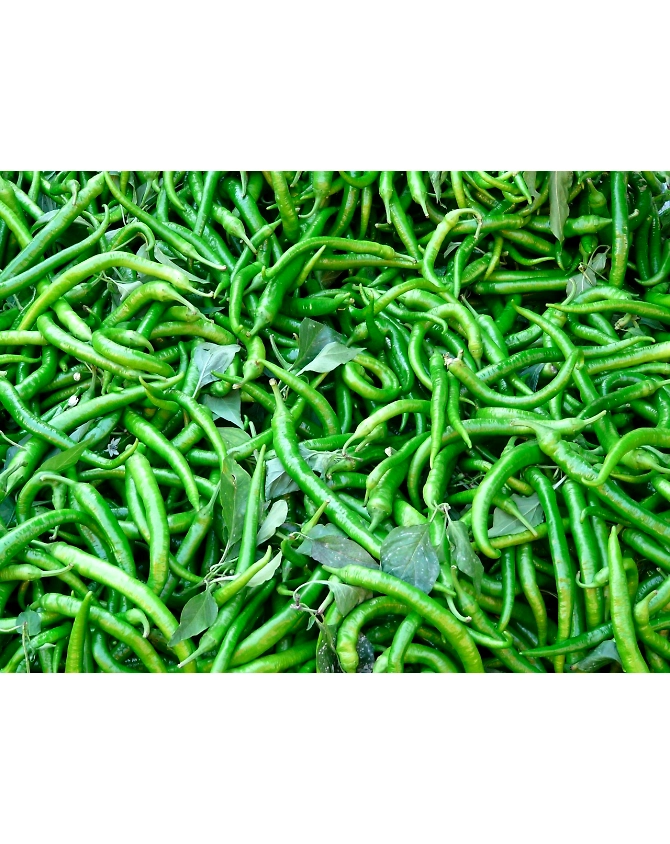 Green chillies-Agri1041