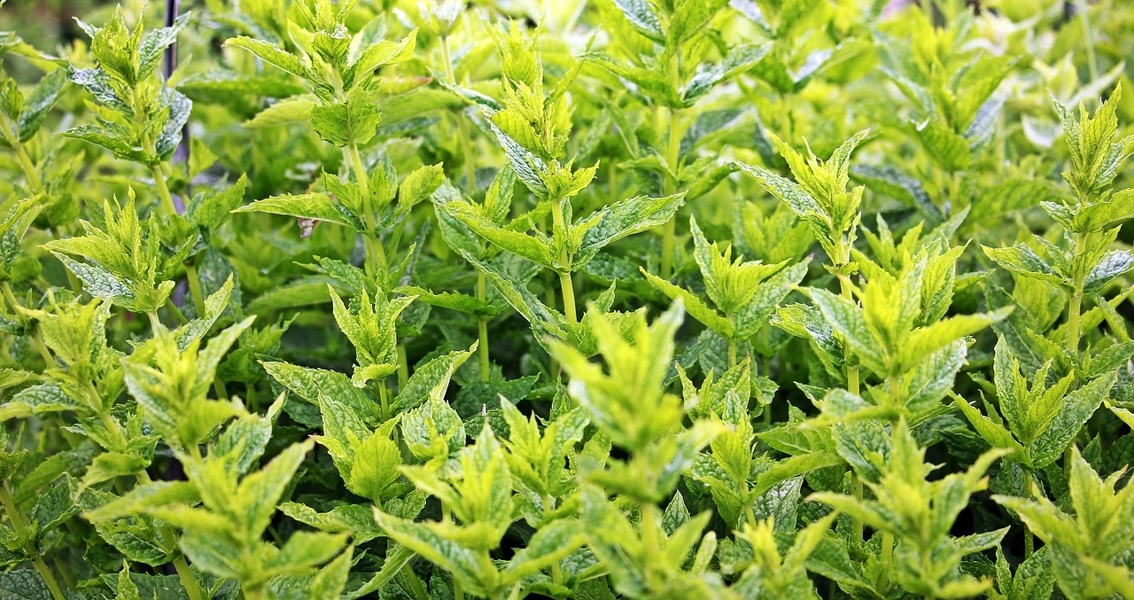 Mint Leaves-Agri1042