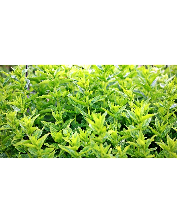 Mint Leaves-Agri1042