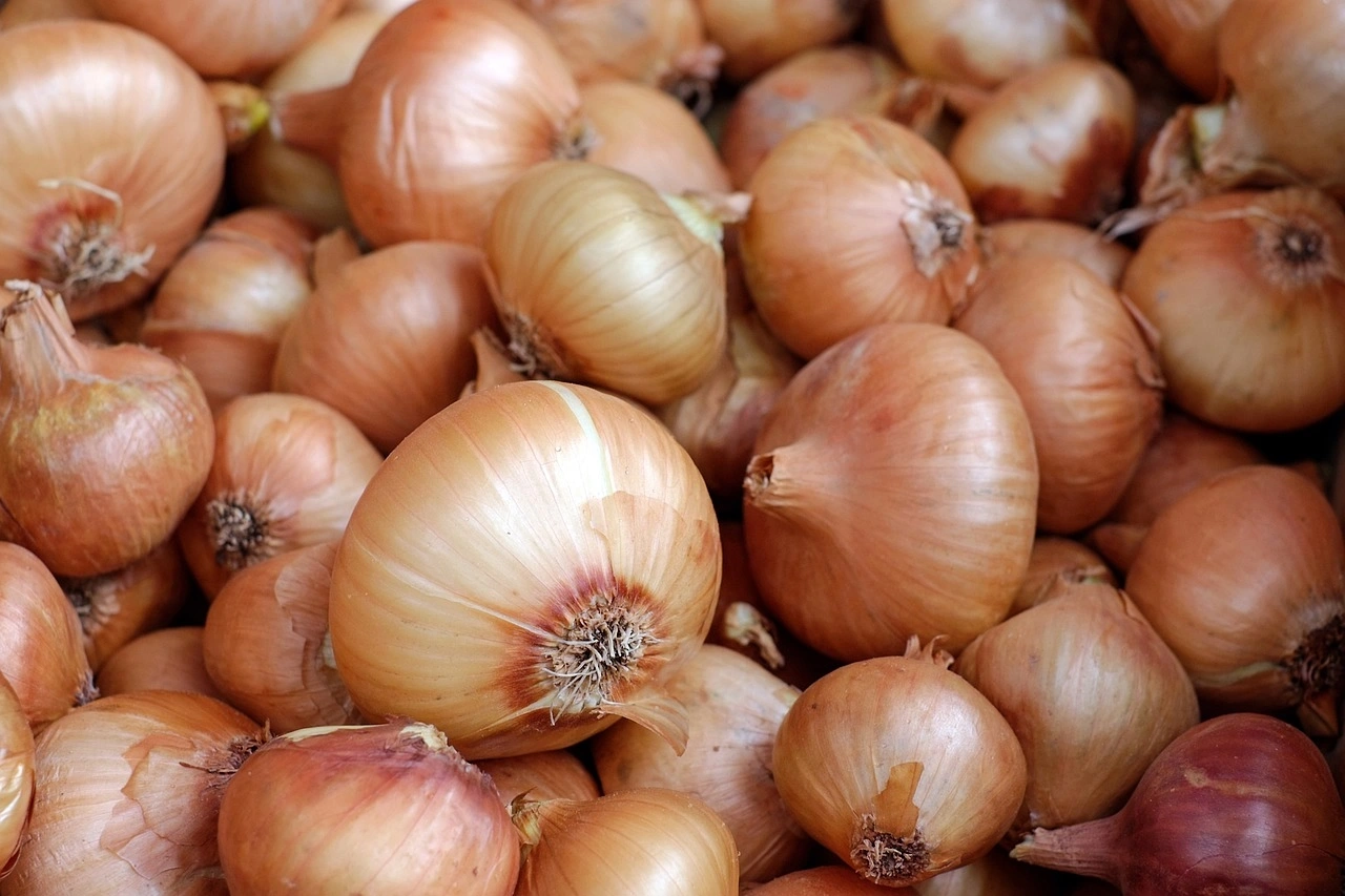 Onion-Agri1043