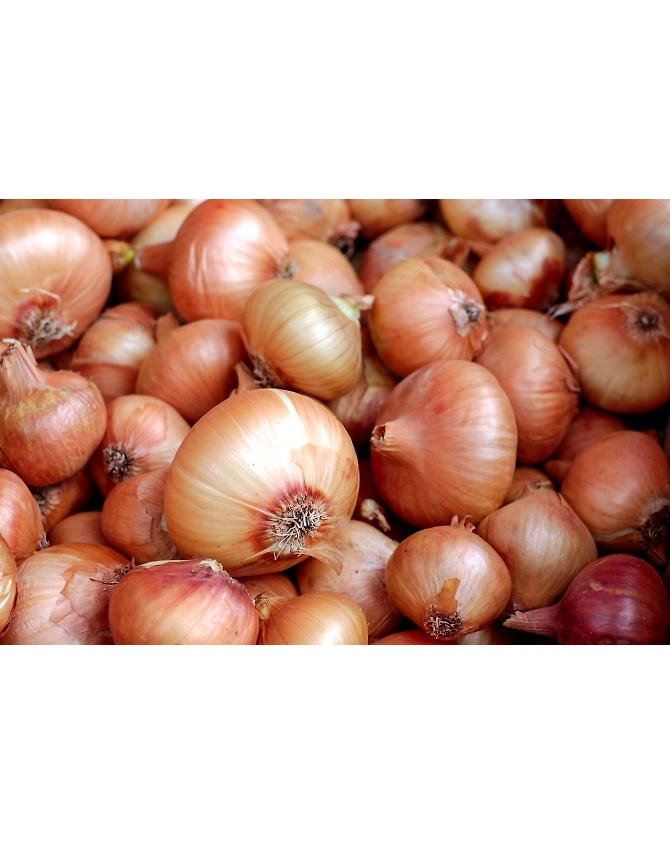 Onion-Agri1043