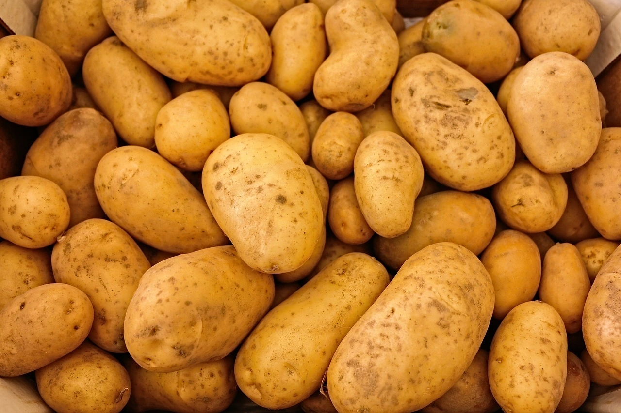 Potato-Agri1044