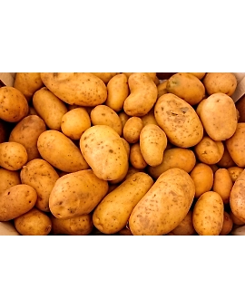 Potato