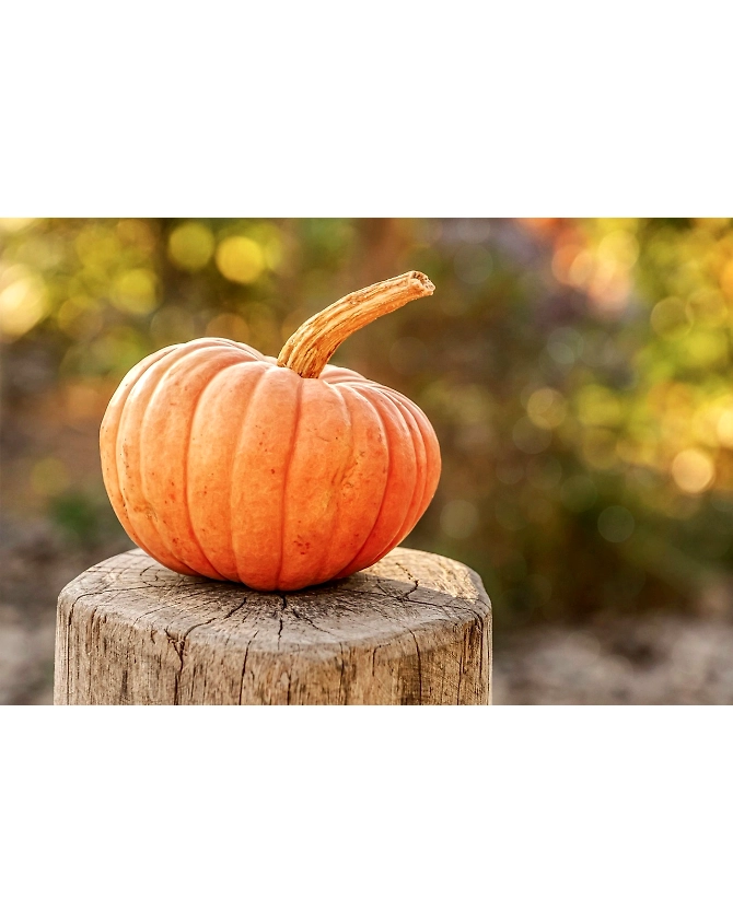 Pumpkin-Agri1045